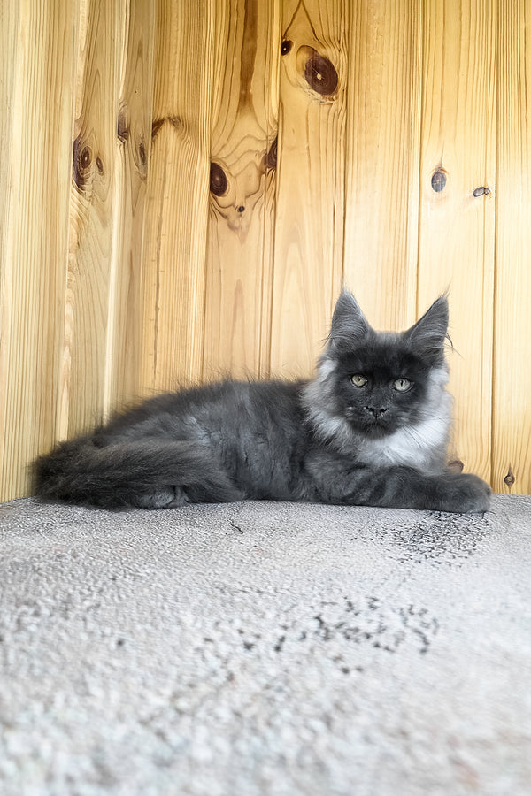 Khan | Maine Coon Kitten