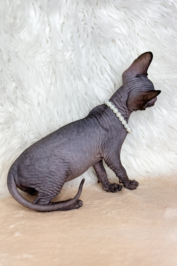 Kiara | Canadian Sphynx Kitten