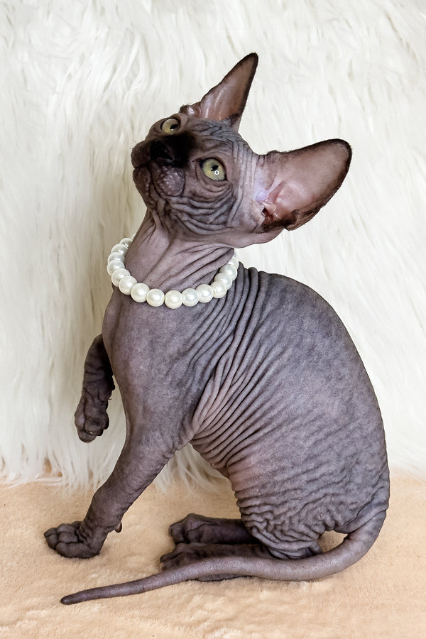 Kiara | Canadian Sphynx Kitten