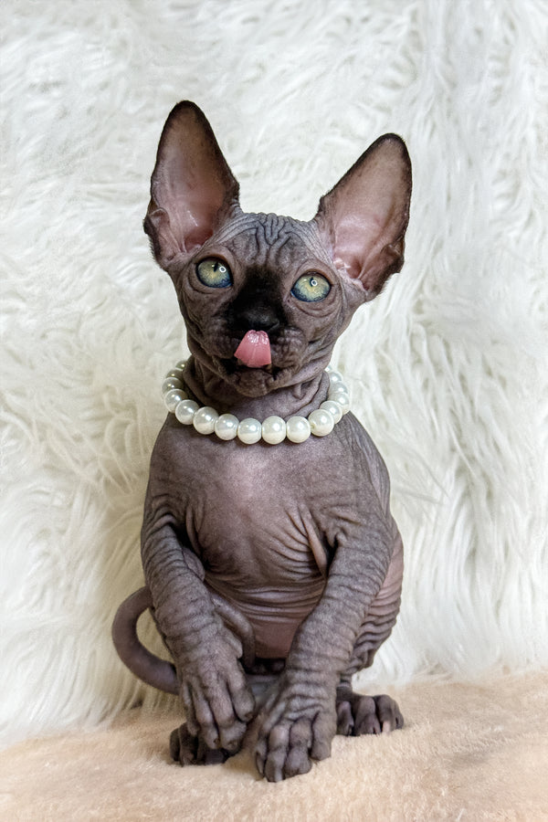 Kiara | Canadian Sphynx Kitten