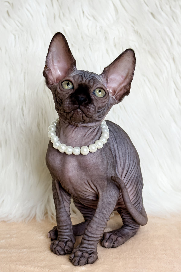 Kiara | Canadian Sphynx Kitten