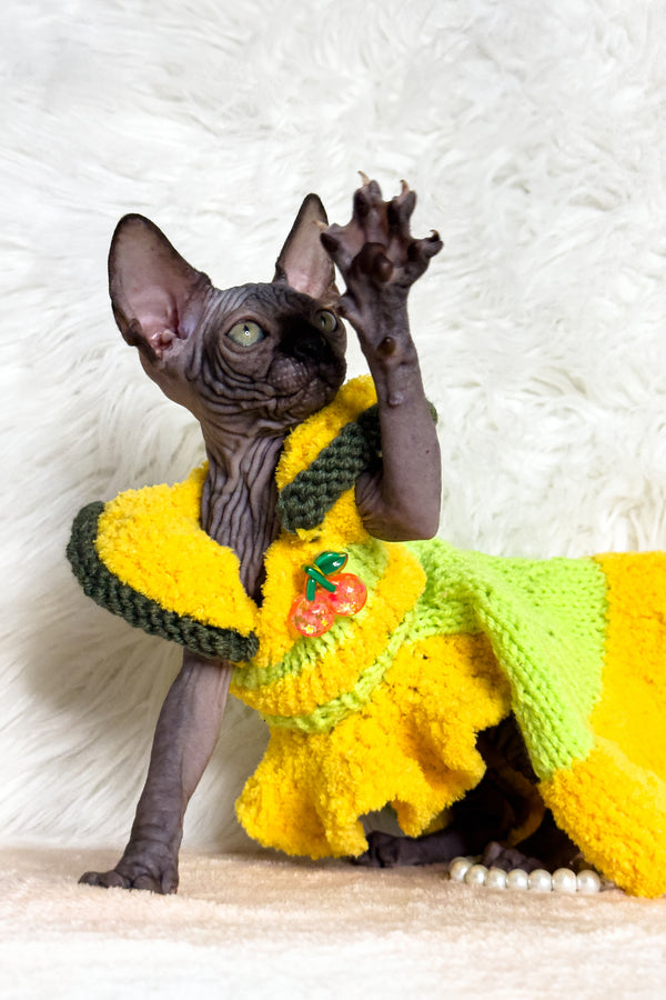 Kiara | Canadian Sphynx Kitten