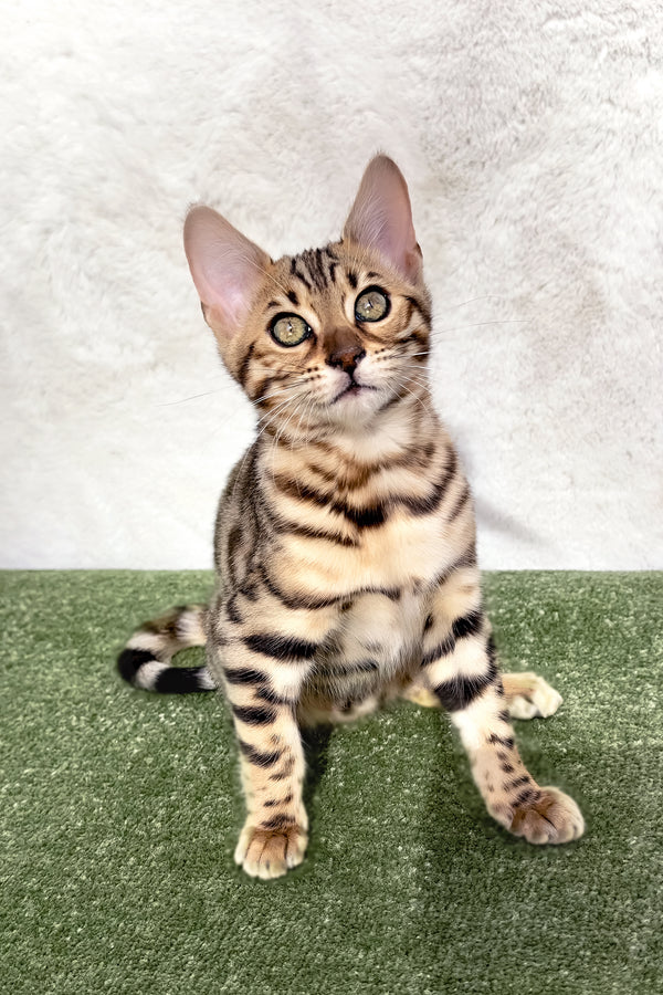 Kiara | Bengal Kitten
