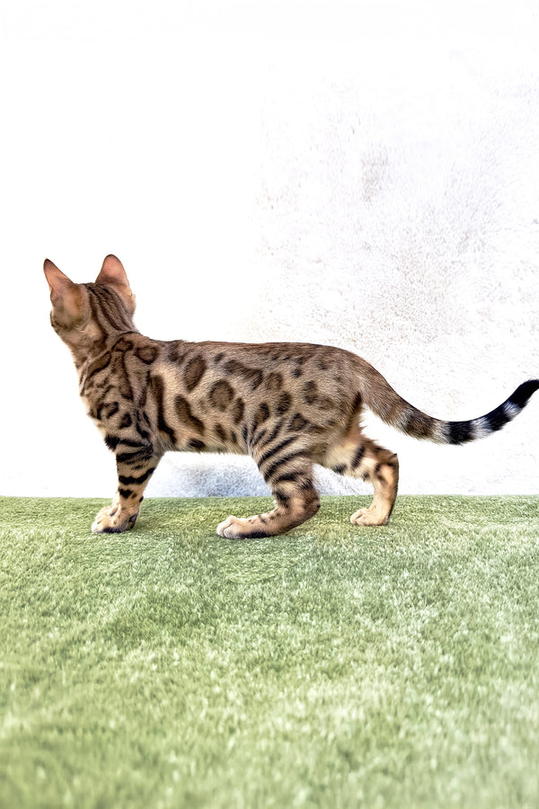 Kiara | Bengal Kitten