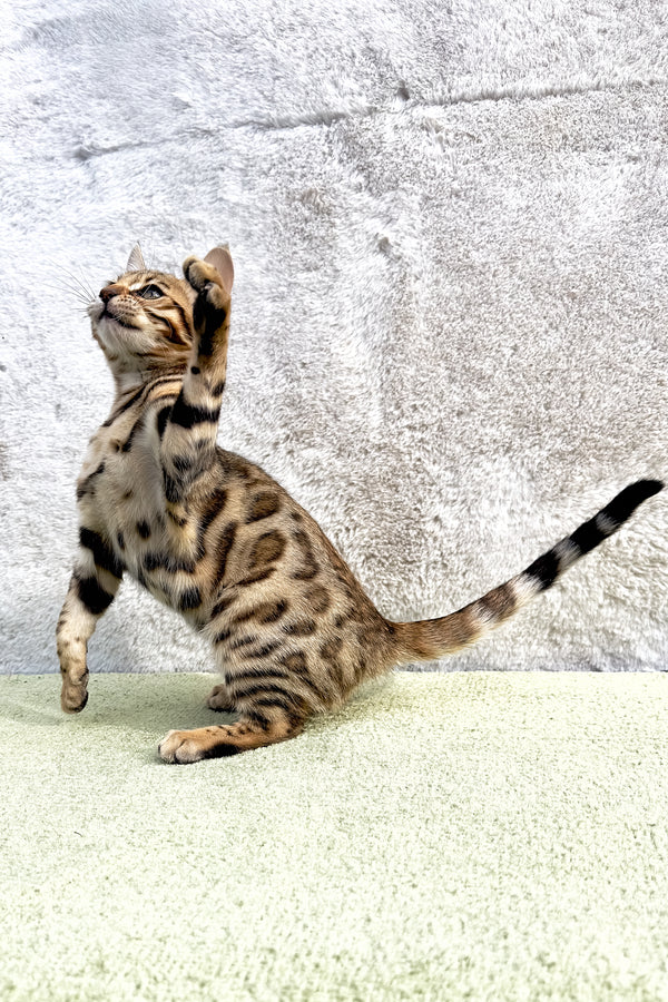 Kiara | Bengal Kitten