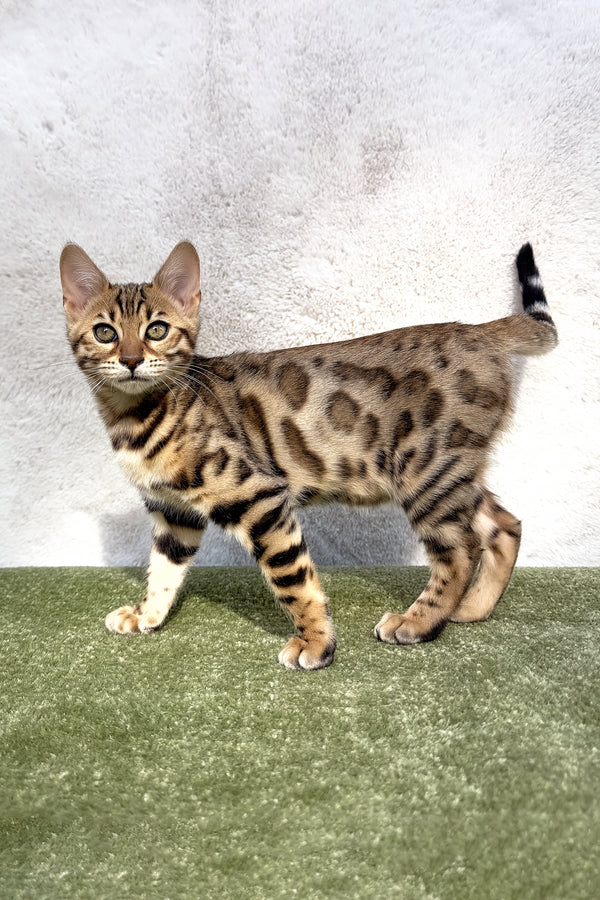 Kiara | Bengal Kitten