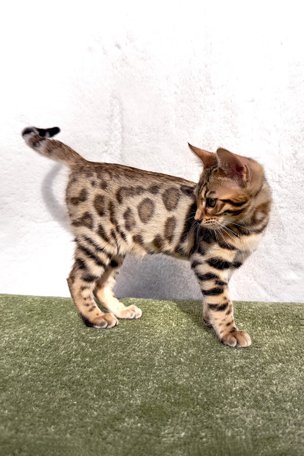 Kiara | Bengal Kitten