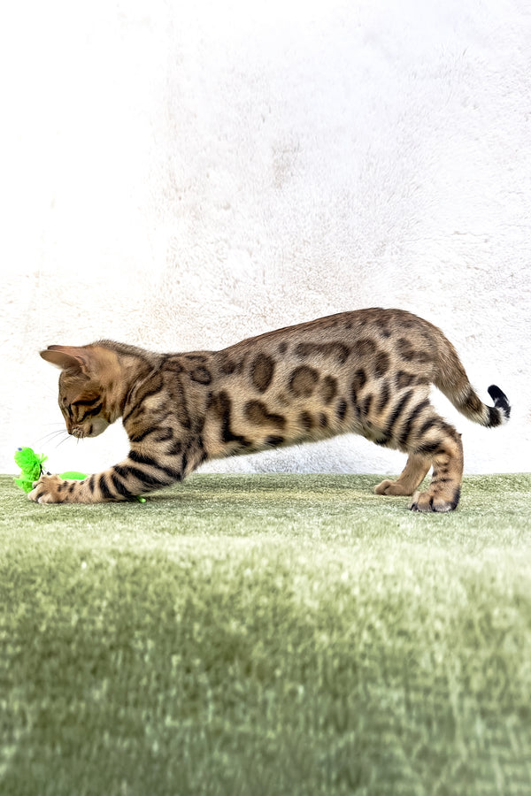 Kiara | Bengal Kitten
