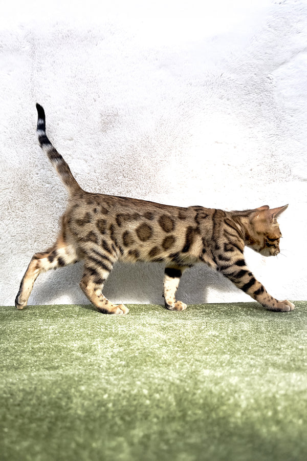 Kiara | Bengal Kitten