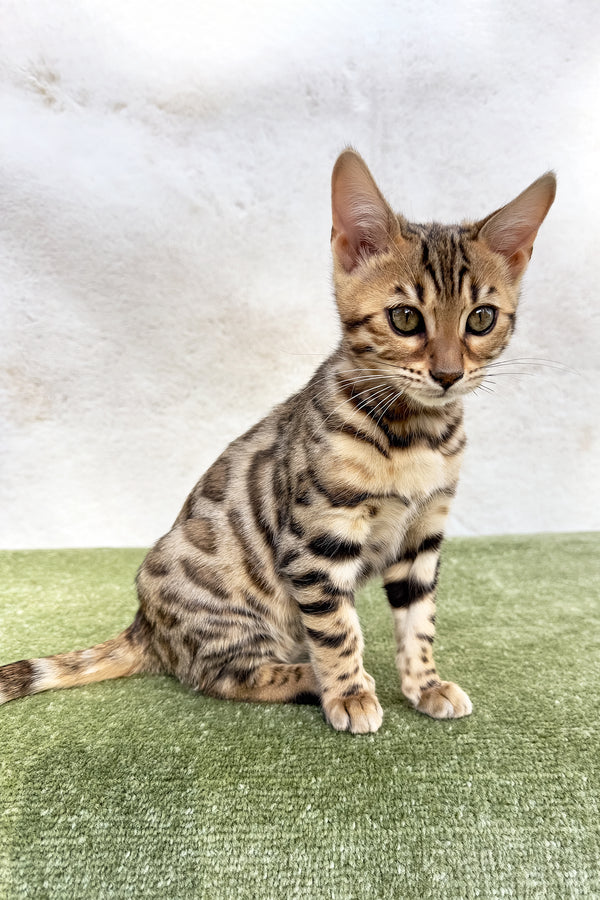 Kiara | Bengal Kitten
