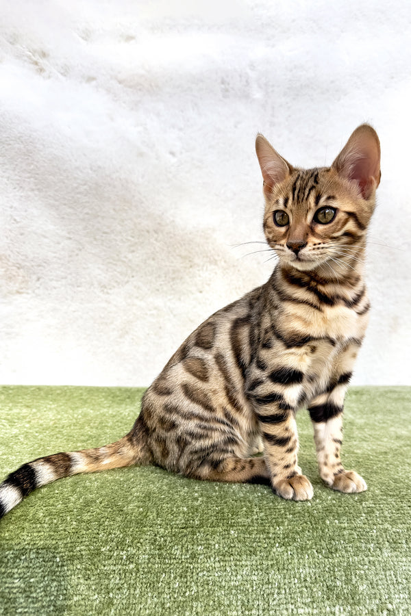Kiara | Bengal Kitten