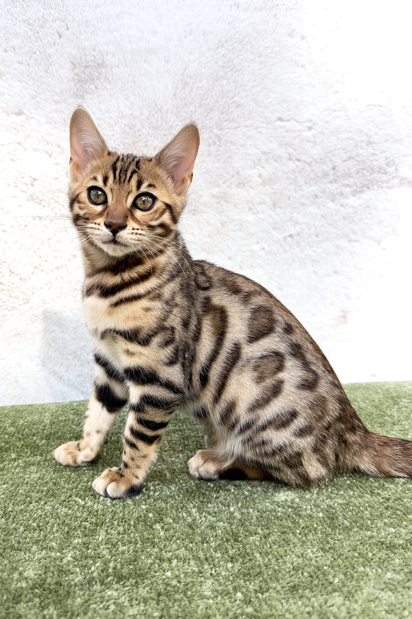 Kiara | Bengal Kitten