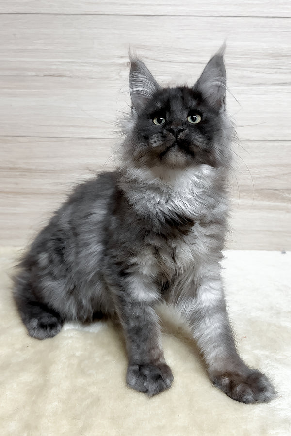 Kimberly | Maine Coon Kitten