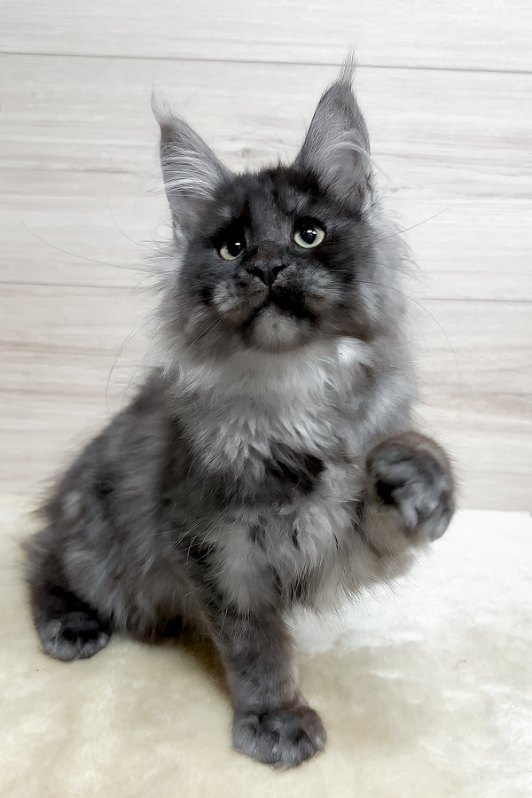 Kimberly | Maine Coon Kitten