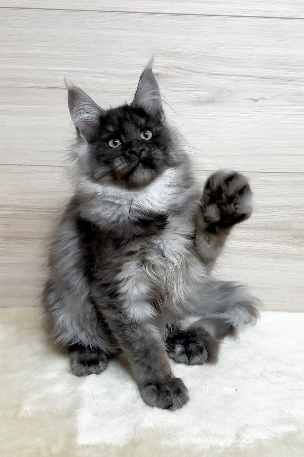 Kimberly | Maine Coon Kitten