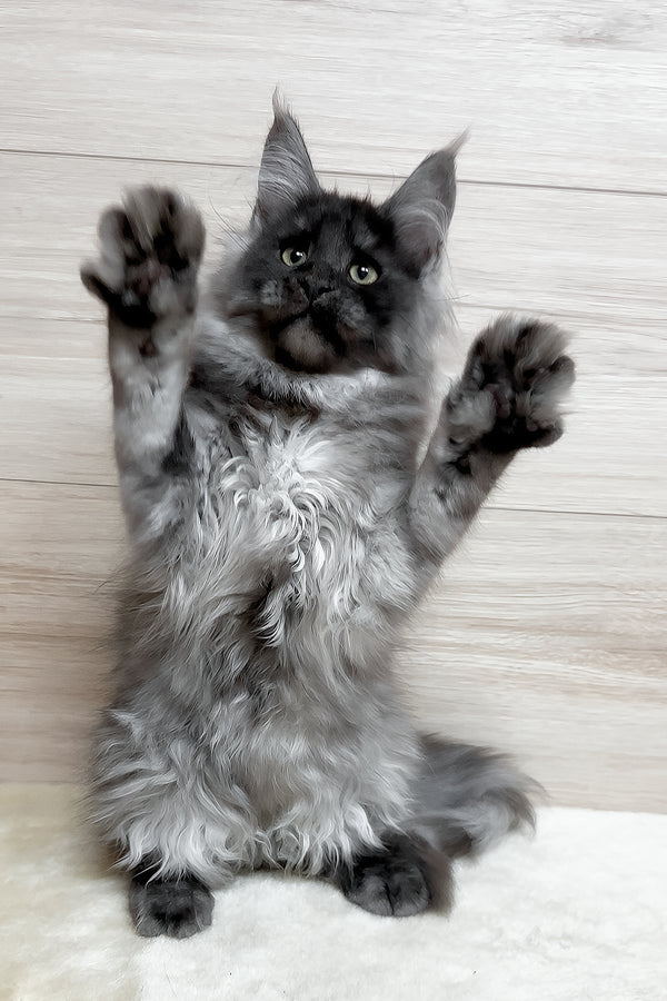 Kimberly | Maine Coon Kitten