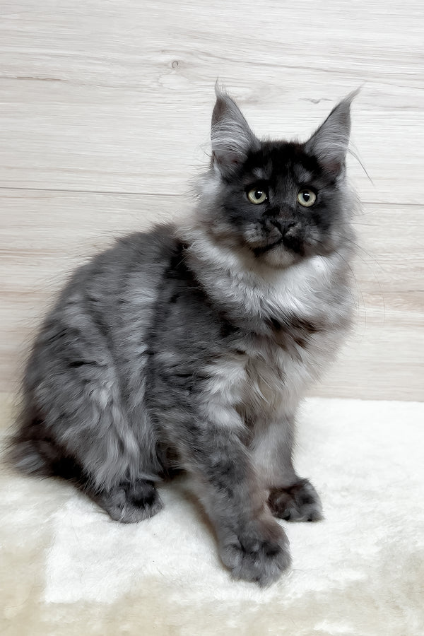 Kimberly | Maine Coon Kitten