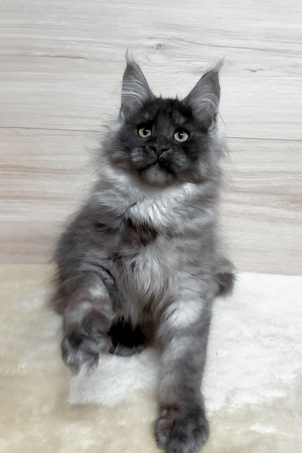 Kimberly | Maine Coon Kitten