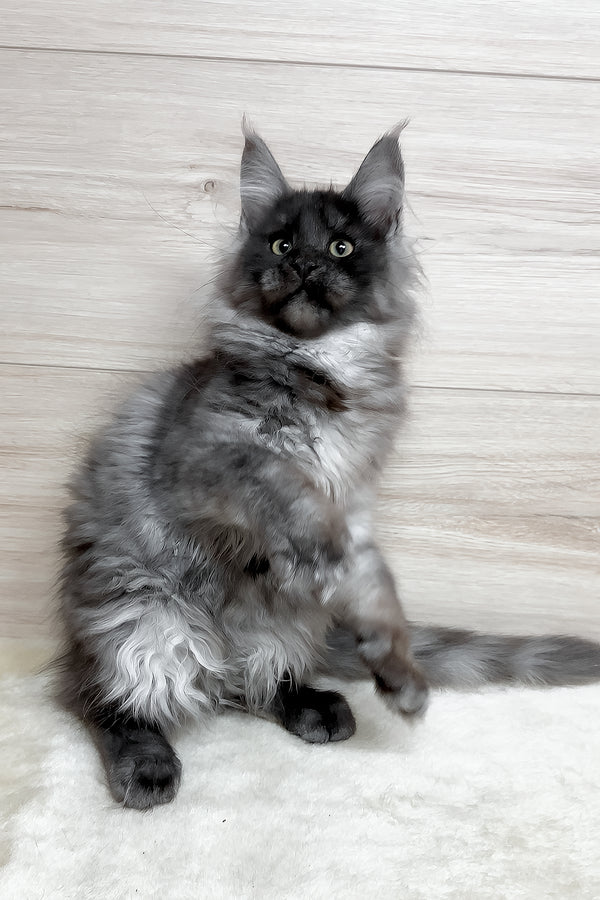 Kimberly | Maine Coon Kitten