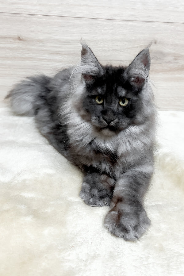 Kimberly | Maine Coon Kitten