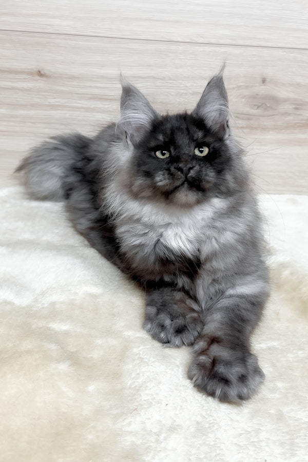 Kimberly | Maine Coon Kitten