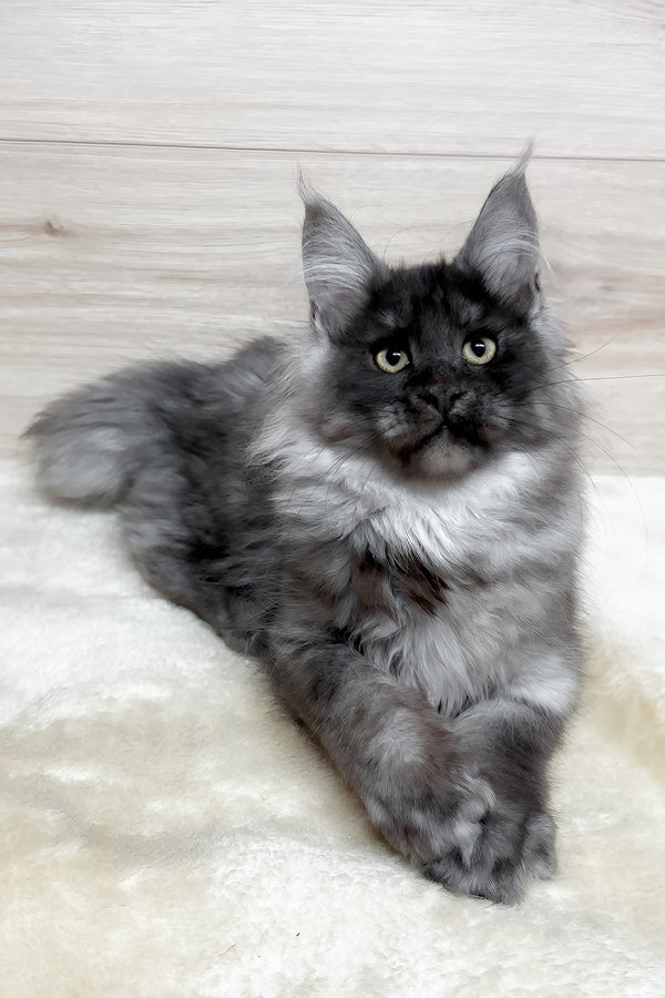 Kimberly | Maine Coon Kitten