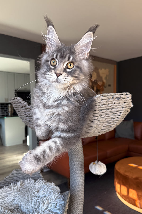 Kimbi | Maine Coon Kitten