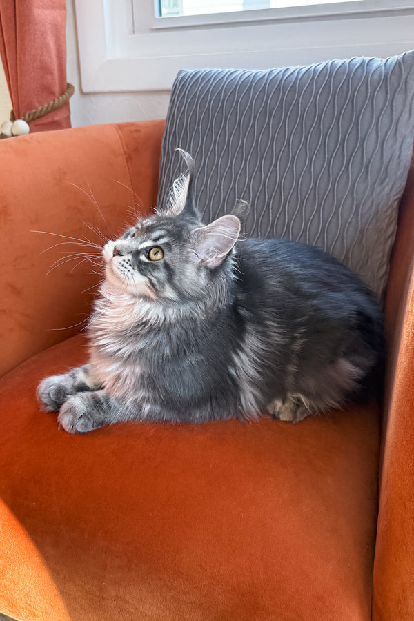 Kimbi | Maine Coon Kitten