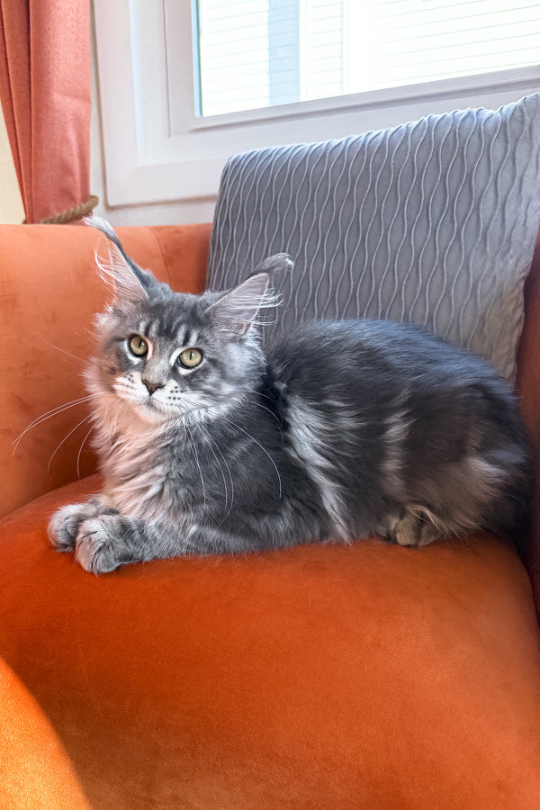 Kimbi | Maine Coon Kitten