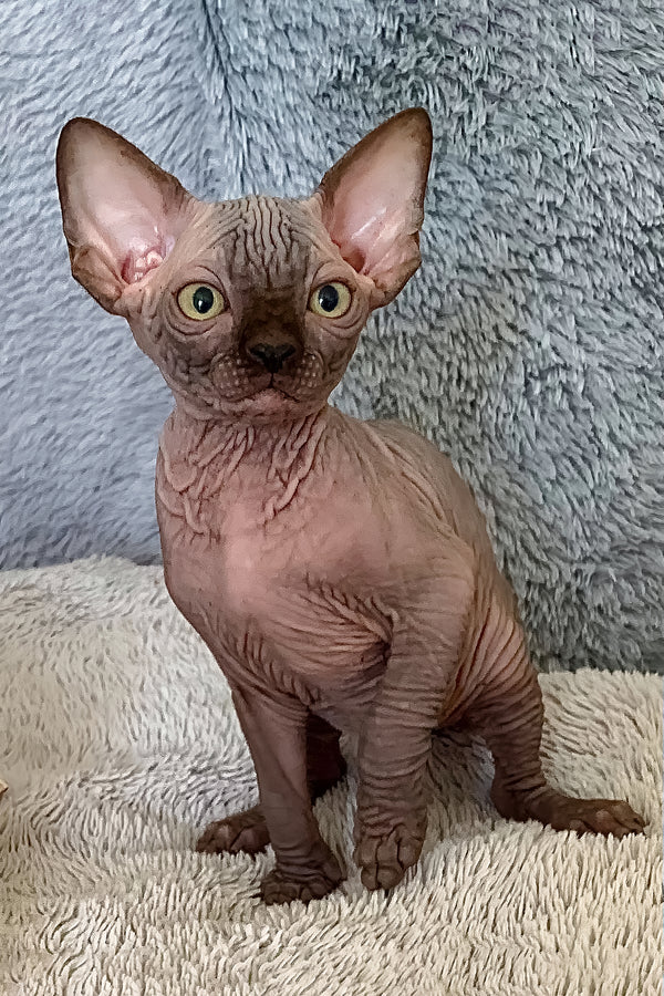 King Tut | Canadian Sphynx Kitten