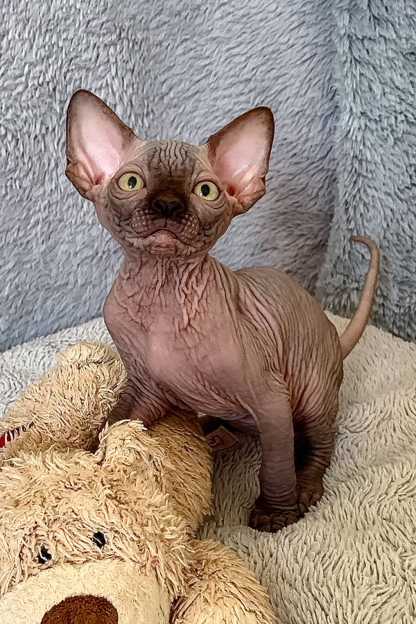 King Tut | Canadian Sphynx Kitten
