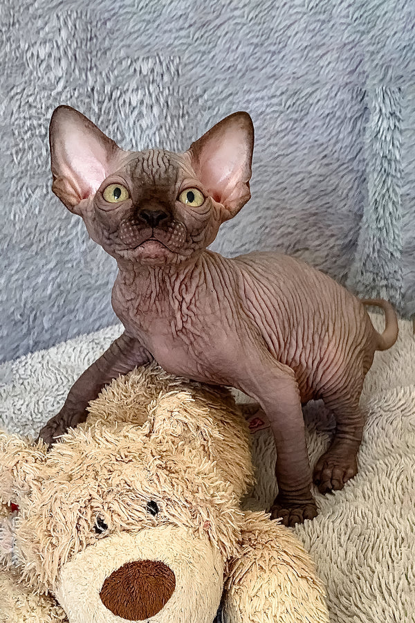 King Tut | Canadian Sphynx Kitten