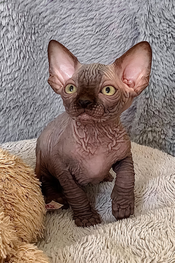 King Tut | Canadian Sphynx Kitten