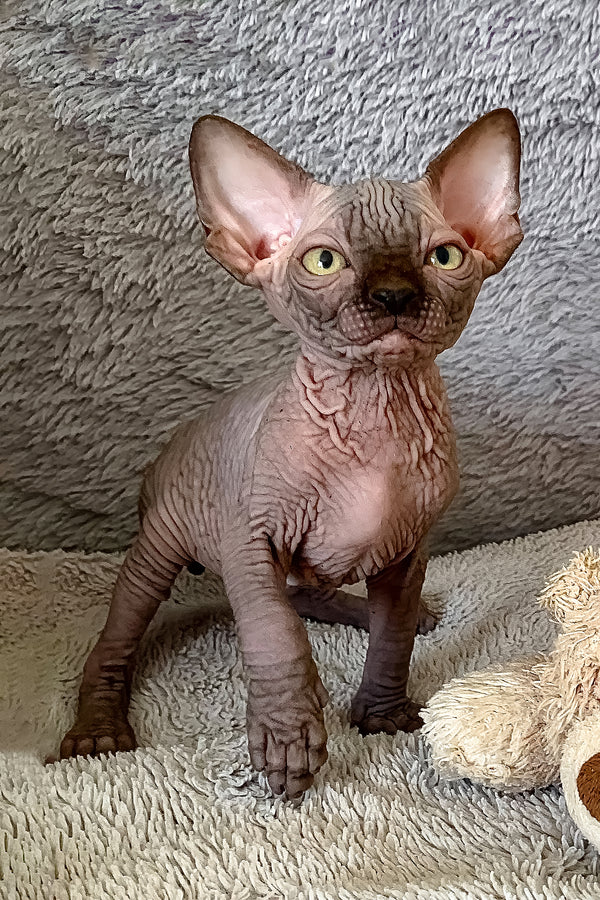 King Tut | Canadian Sphynx Kitten