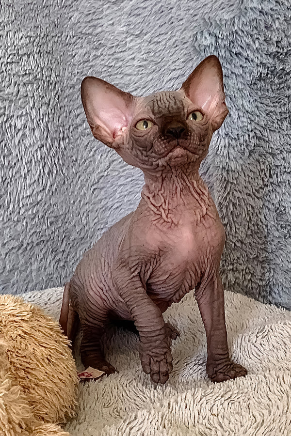 King Tut | Canadian Sphynx Kitten