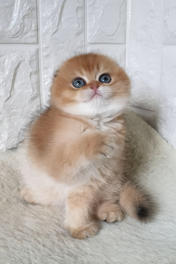 Kent | Scottish Fold Kitten