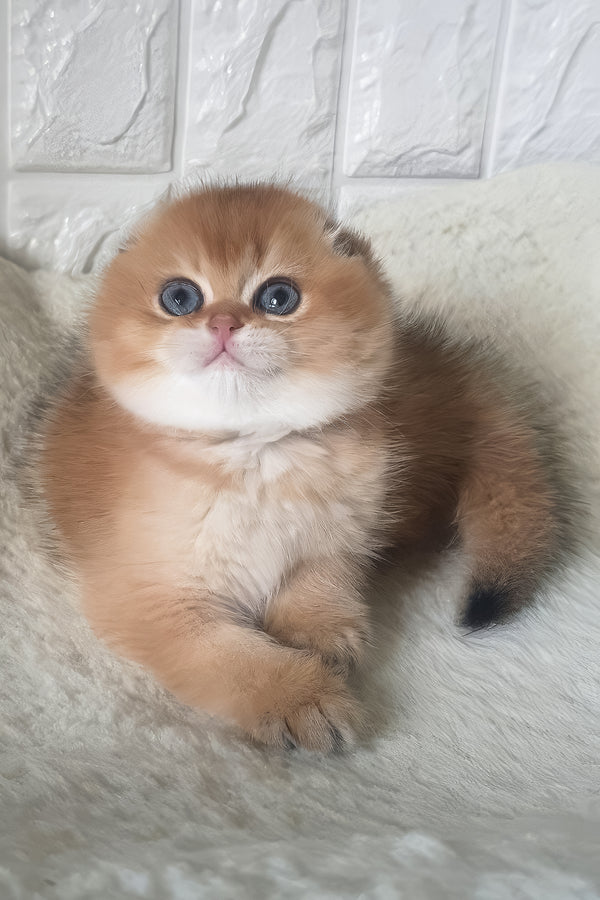 Kent | Scottish Fold Kitten