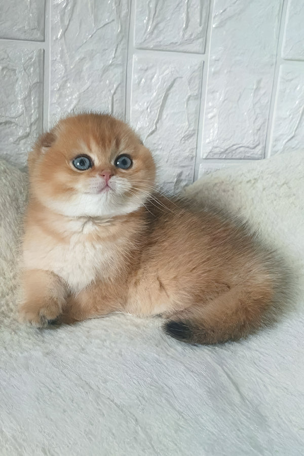 Kent | Scottish Fold Kitten