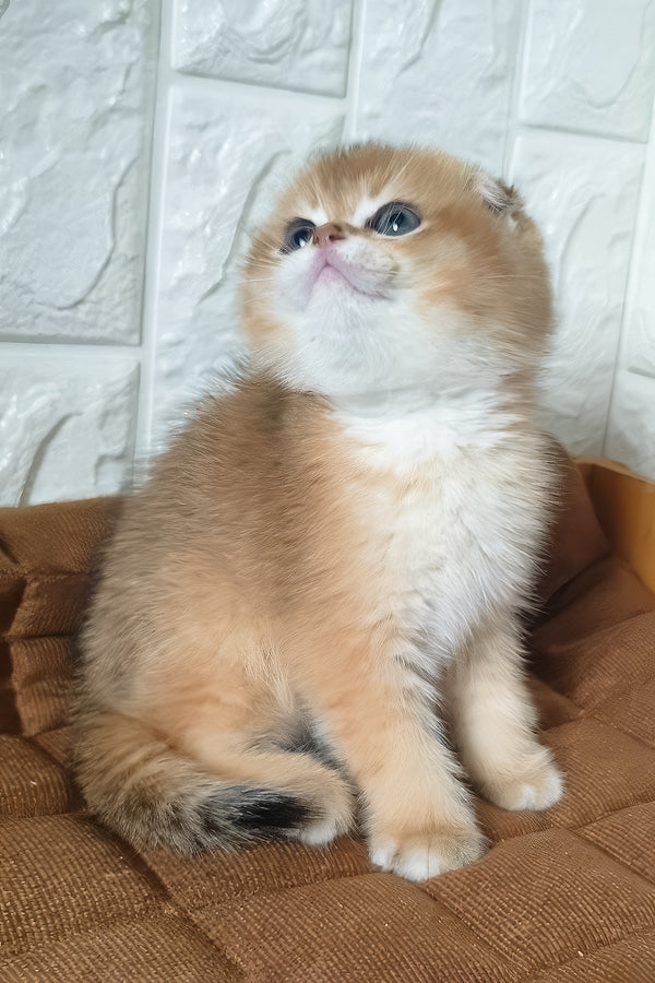 Kent | Scottish Fold Kitten