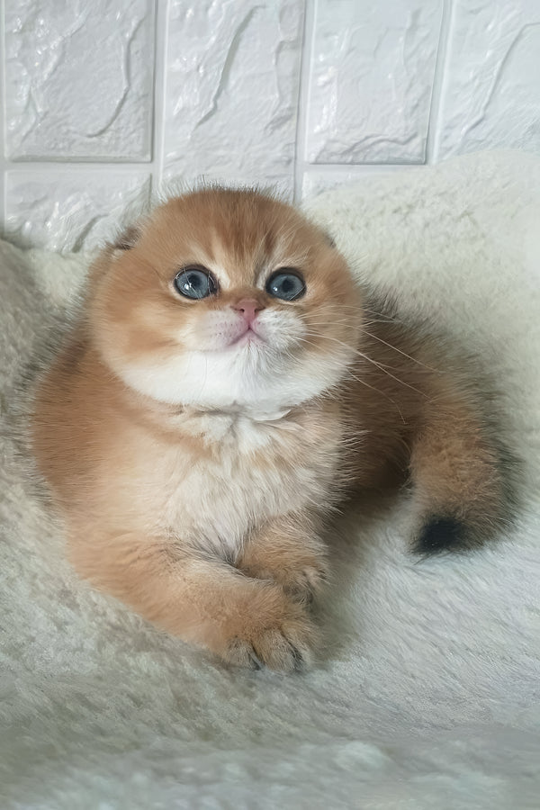 Kent | Scottish Fold Kitten