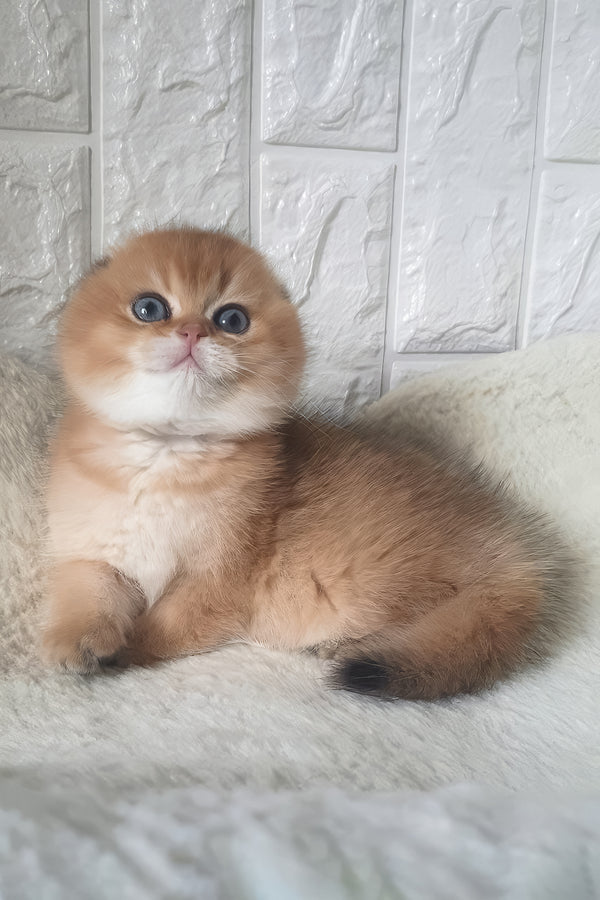 Kent | Scottish Fold Kitten