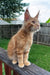 Ken | Maine Coon Kitten