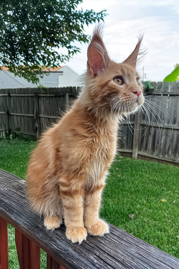 King II | Maine Coon Kitten