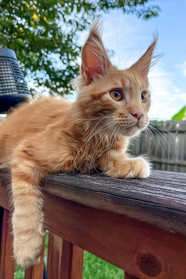 King II | Maine Coon Kitten