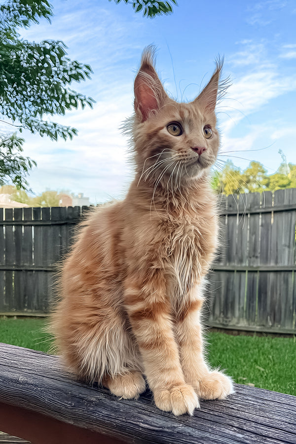 King II | Maine Coon Kitten