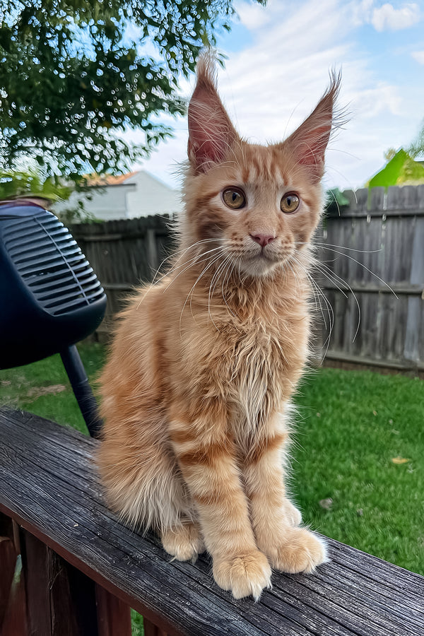 Ken | Maine Coon Kitten