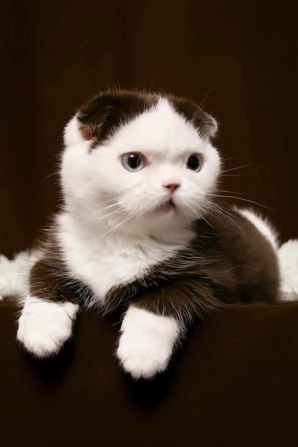 King | Scottish Fold Kitten
