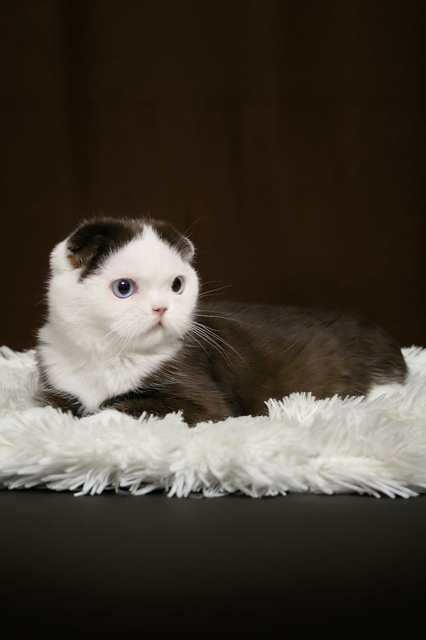 King | Scottish Fold Kitten