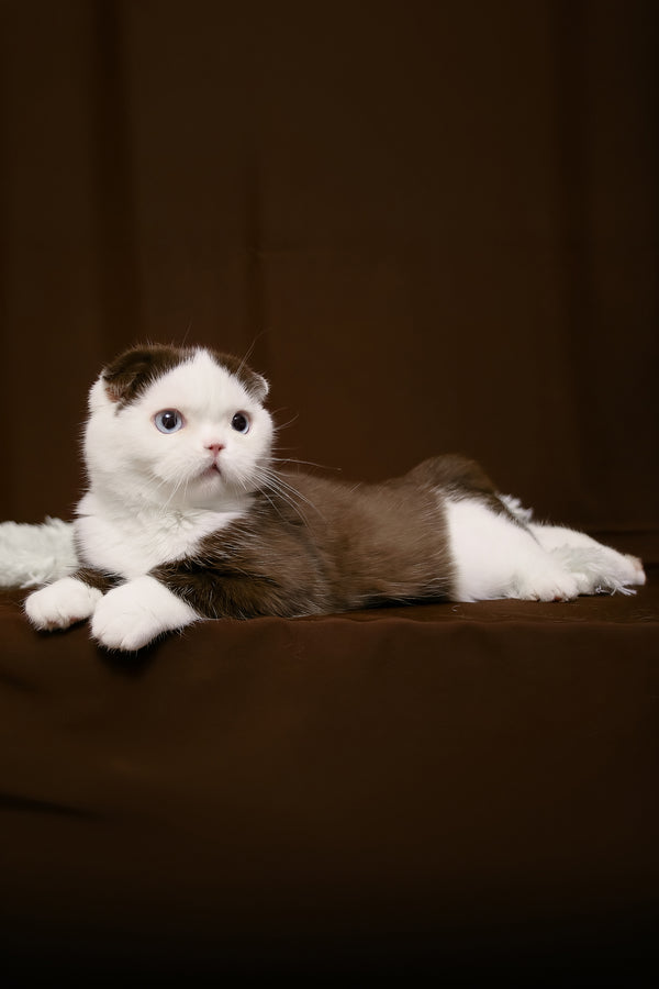 King | Scottish Fold Kitten