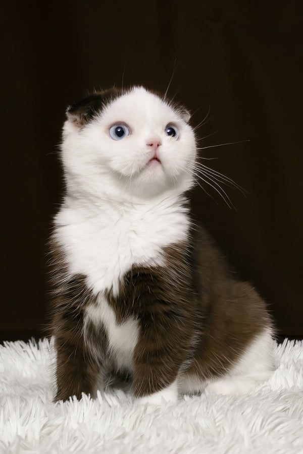 King | Scottish Fold Kitten